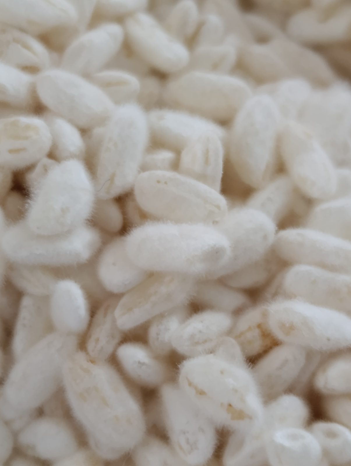 Gros plan sur des grains de riz couverts du duvet blanc du koji