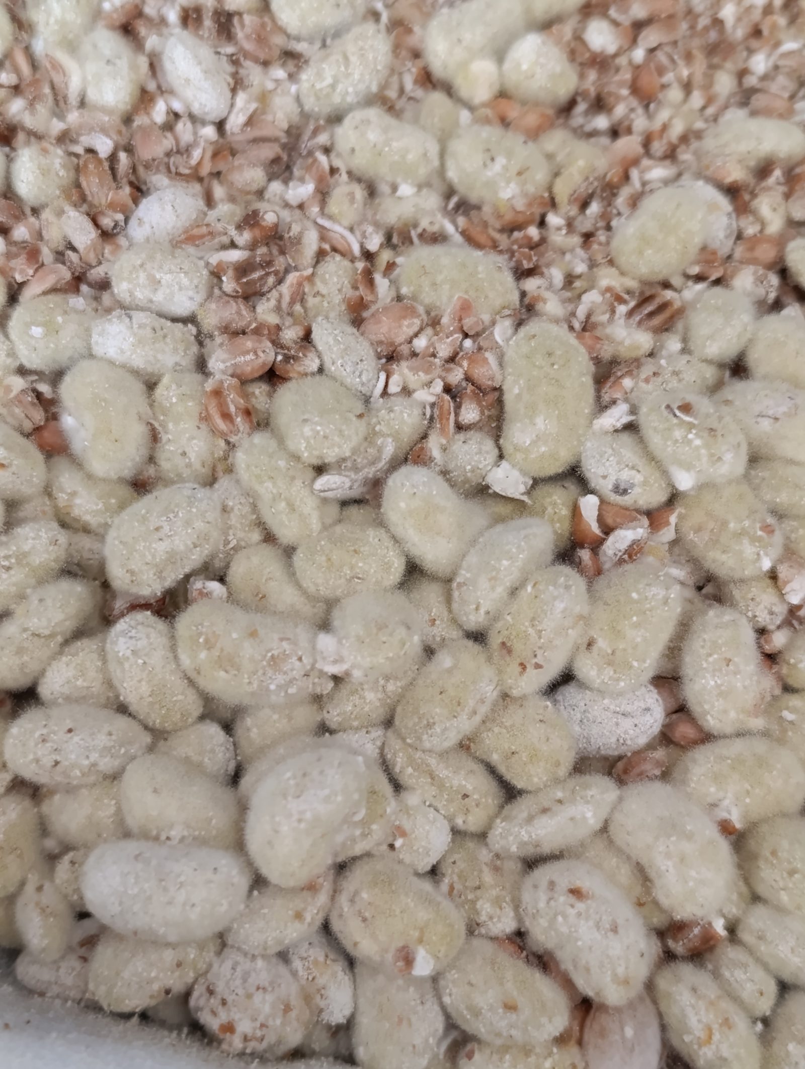 Macro de céréales inoculées, mycélium naissant sur les grains