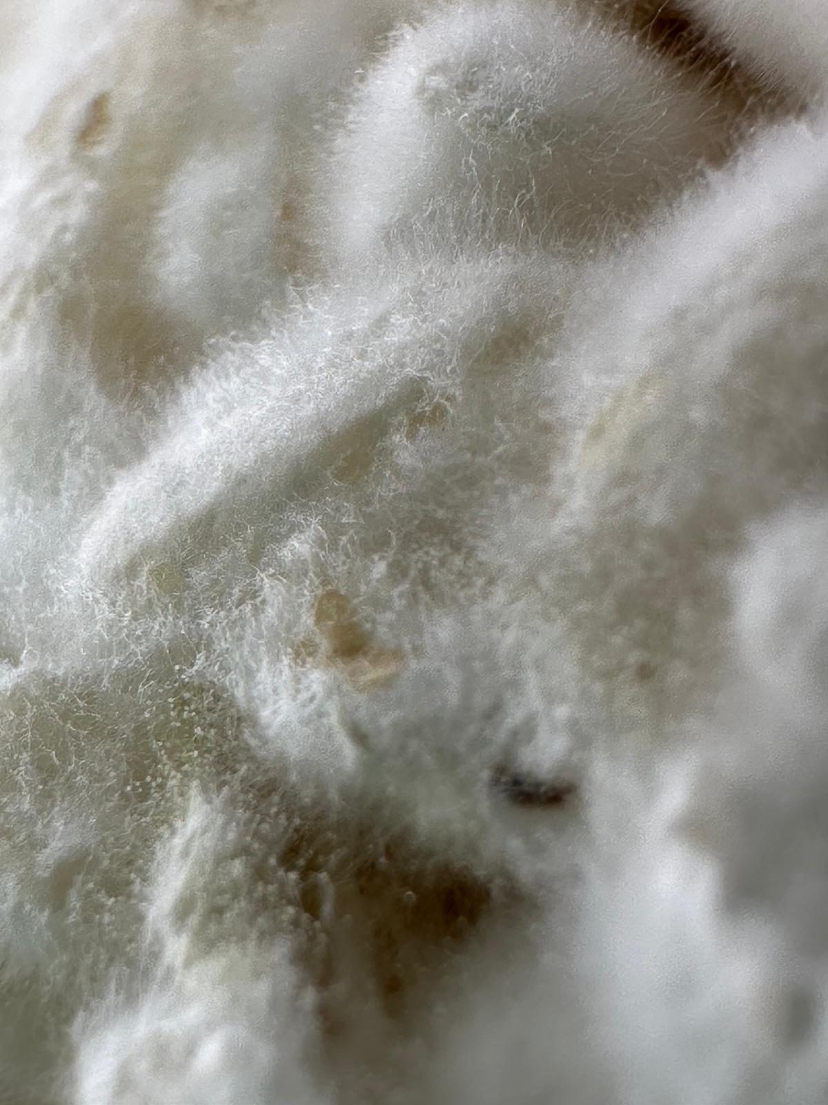Macro du duvet blanc du koji sur les grains de riz