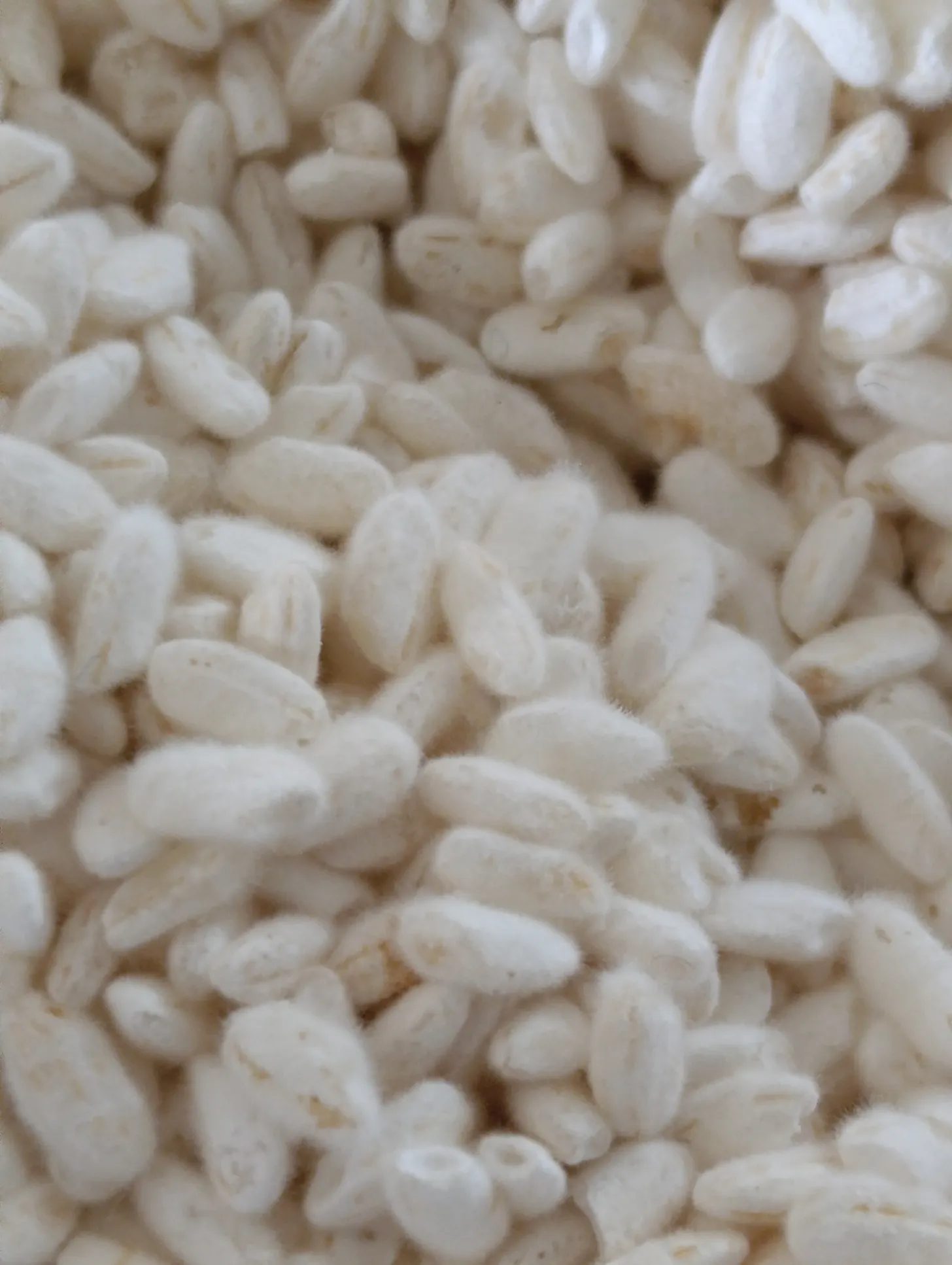 Macro de koji : grains de riz couverts d'un duvet blanc